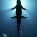 crocodile_american_nc_jar_v_0381_cub3387.jpg